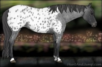 Horse Color:Blue Roan Appaloosa Rabicano 
