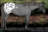 Horse Color:Smoky Blue Roan Appaloosa Rabicano 