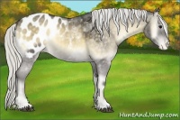 Horse Color:Silver Buckskin Onyx Appaloosa 