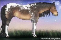 Horse Color:Brown Tobiano 