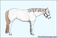 Horse Color:White Spotted Smoky Black Pearl Frame Appaloosa 