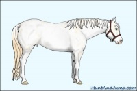 Horse Color:White Spotted Smoky Blue Roan Pearl Appaloosa