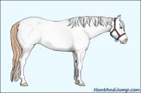 Horse Color:White Spotted Smoky Black Pearl Frame Appaloosa Rabicano 