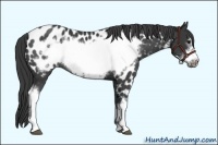 Horse Color:Black Frame Appaloosa Rabicano 