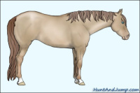 Horse Color:Gray Chocolate Palomino Pearl Dun 