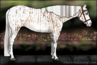 Horse Color:White Spotted Bay Dun Sabino Frame Appaloosa Rabicano  and White Spotted Silver Bay Frame Appaloosa Rabicano 
