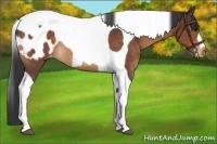Horse Color:Bay Tobiano Appaloosa Rabicano 