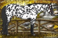 Horse Color:Black Near Leopard 