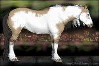 Horse Color:Liver Red Dun Frame 