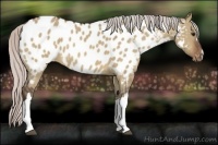 Horse Color:Silver Brown Dun Appaloosa 