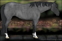 Horse Color:Blue Roan 