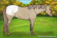 Horse Color:Liver Red Dun Appaloosa