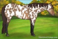 Horse Color:Bay Dun Appaloosa 