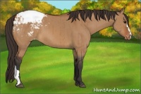 Horse Color:Bay Dun Appaloosa Brindle 