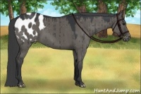 Horse Color:Grullo Appaloosa