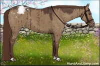 Horse Color:Liver Red Dun Appaloosa 