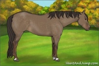 Horse Color:Liver Red Dun 
