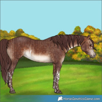Horse Color:White Spotted Chocolate Bay Dun Rabicano and White Spotted Chocolate Brown