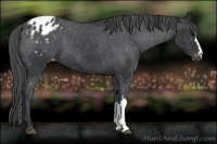 Horse Color:Black Appaloosa 