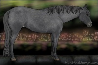 Horse Color:Blue Roan Varnish 