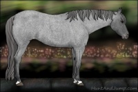 Horse Color:Blue Roan Varnish 
