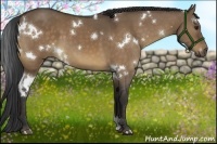 Horse Color:White Spotted Bay Dun 
