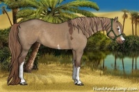 Horse Color:White Spotted Liver Red Dun Rabicano