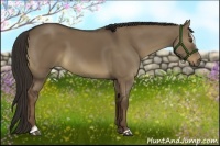 Horse Color:Liver Red Dun Sabino