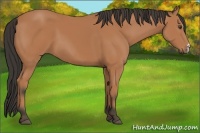Horse Color:Buckskin 