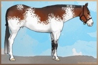 Horse Color:White Spotted Bay Sabino
