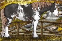 Horse Color:Liver Chestnut Sabino Splash