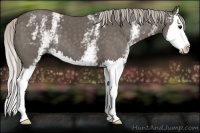 Horse Color:White Spotted Silver Black Splash
