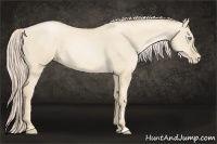 Horse Color:Palomino Pearl Dun 