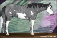 Horse Color:Blue Roan Splash Frame 