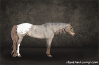 Horse Color:Liver Red Dun Roan Appaloosa