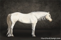 Horse Color:Buckskin Roan Dun Appaloosa