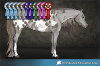 Horse Color:Smoky Grullo Sabino Near Leopard Brindle 