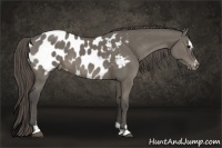 Horse Color:Smoky Grullo Sabino Appaloosa Brindle 