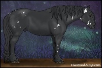 Horse Color:White Spotted Black 