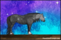 Horse Color:Black Sabino Rabicano