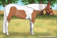 Horse Color:Silver Bay Tobiano Rabicano 