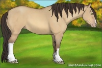 Horse Color:Amber Champagne Dun 