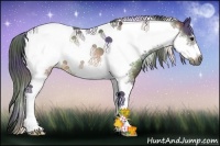 Horse Color:Nacre Buckskin Tobiano Frame Rabicano