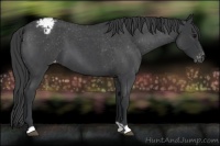 Horse Color:Blue Roan Appaloosa