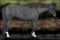 Horse Color:Blue Roan Varnish 