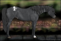 Horse Color:Blue Roan Varnish 