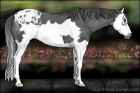 Horse Color:Blue Roan Splash Frame Varnish 