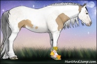 Horse Color:Buckskin Dun Splash Tobiano