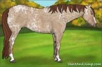 Horse Color:Red Dun Ice Sabino 