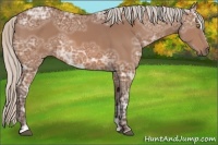 Horse Color:Silver Bay Ice Sabino 